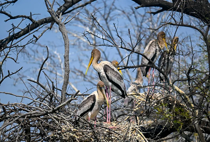 Bharatpur
