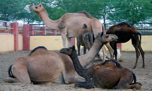National Research Centre on Camel