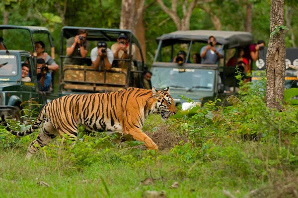 Safari Zones & Wildlife