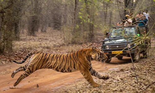 Panna National Park Safari