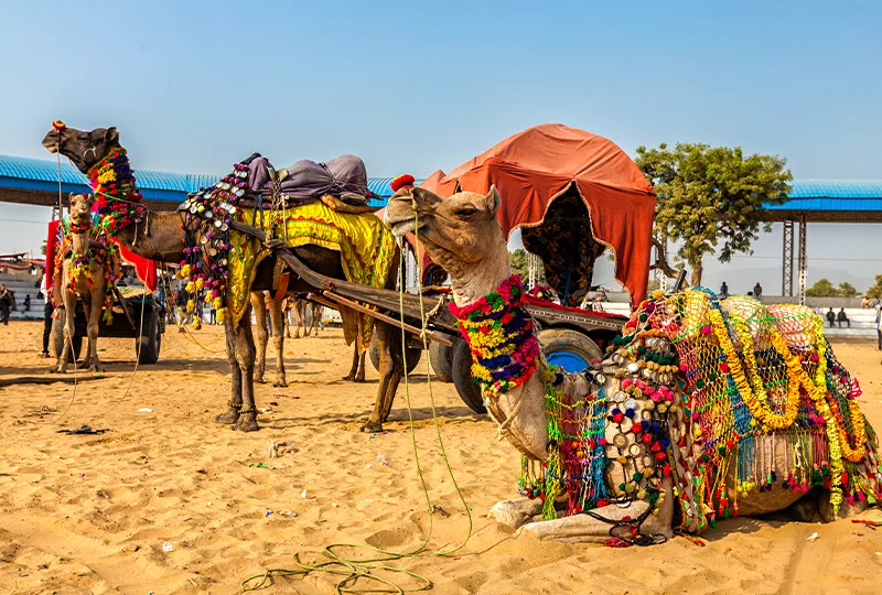 Camel Fair Season