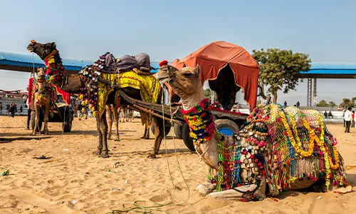 Pushkar Camel Fair Ground