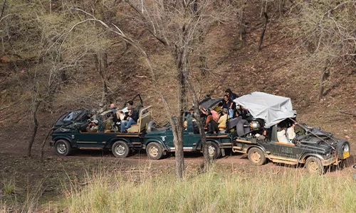 Safari at Ranthambhore