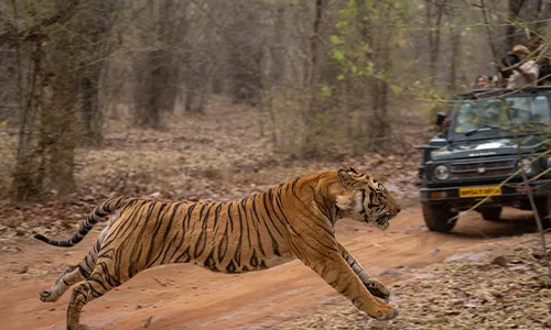 Sariska Tiger Reserve Safari