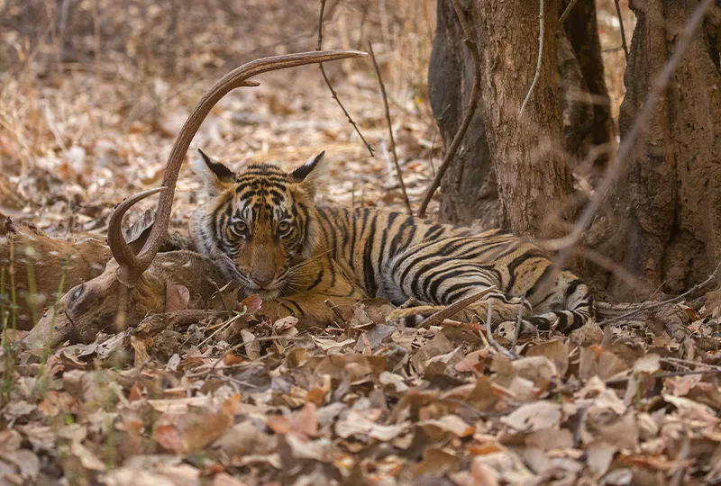 Sariska