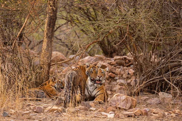 Safari Zones & Wildlife