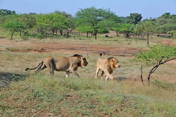 Gir National Park