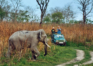 Jeep / Canter Safari