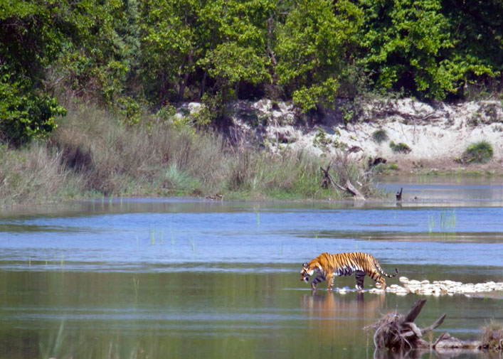 Jim Corbett national park