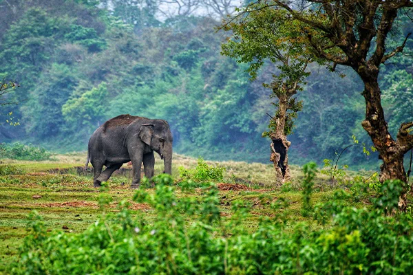 Karnataka seasonal landscape