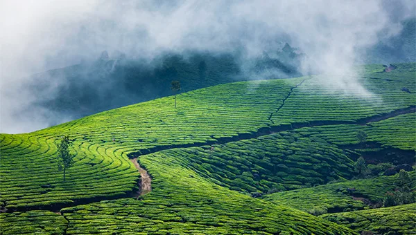 Munnar tea plantations