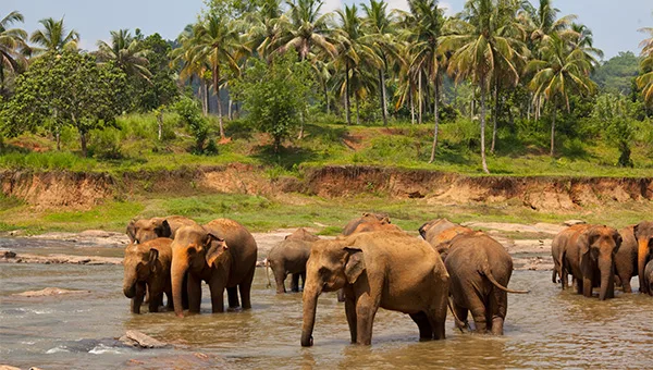 Thekkady Periyar wildlife