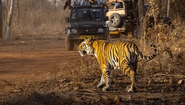 Tadoba tiger reserve