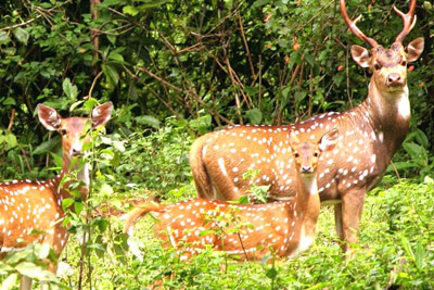 Corbett Tour