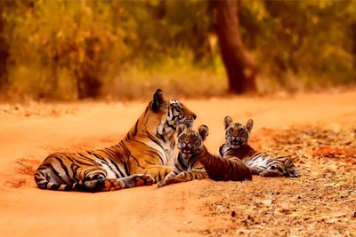 Rajasthan wildlife tour