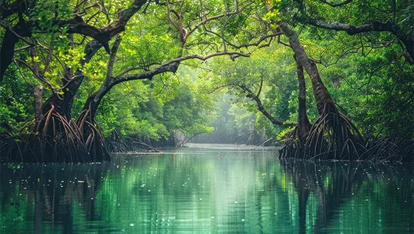 Sundarbans