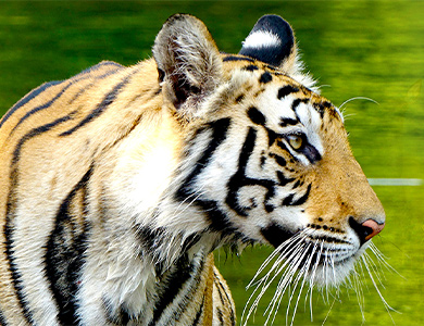 Ranthambhore and Golden Triangle Tour