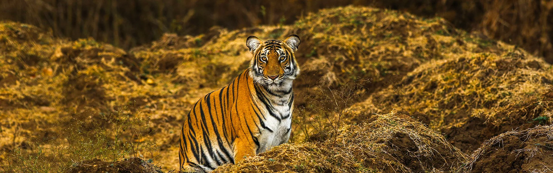 Golden Triangle with Ranthambhore