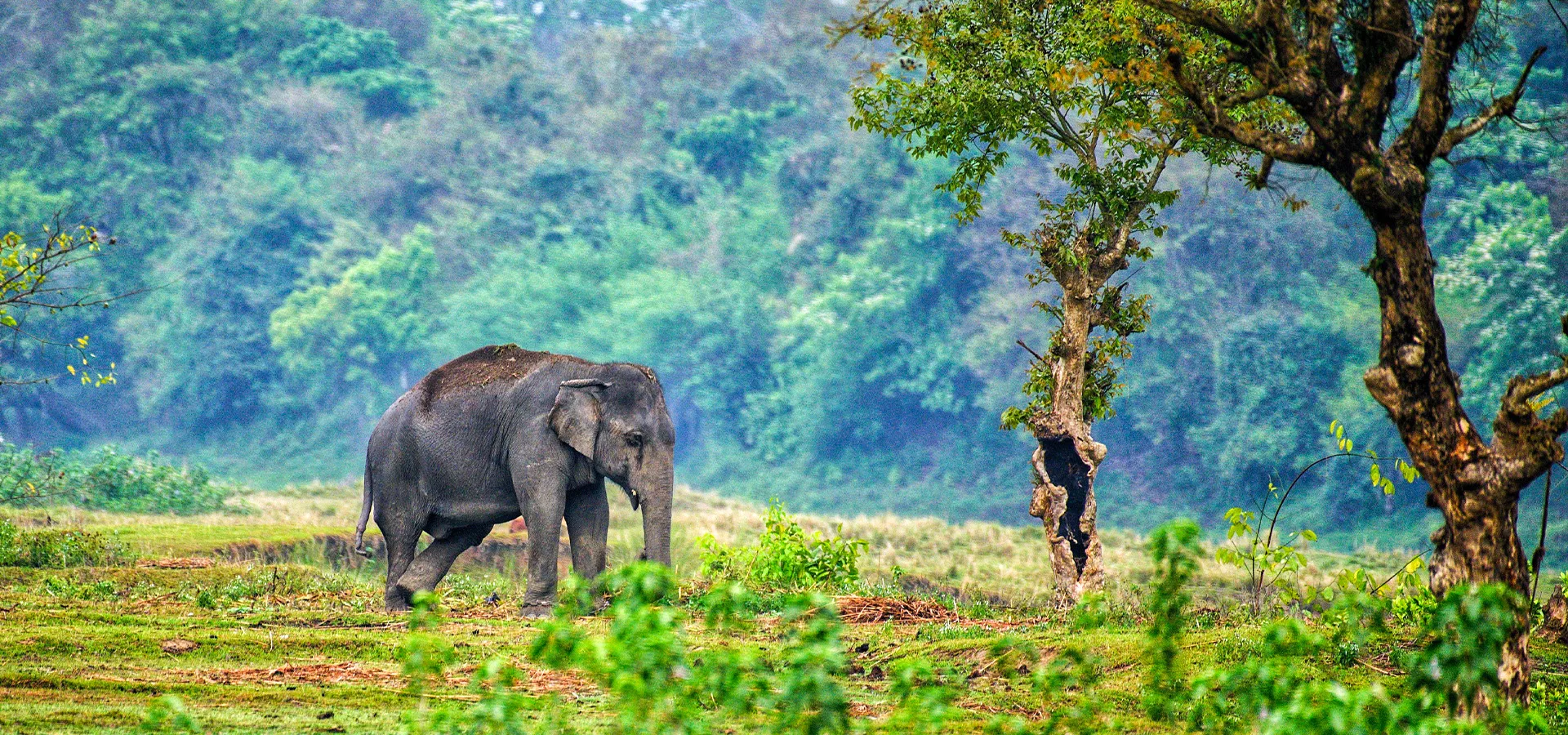 Coorg, Wayanad & Bandipur