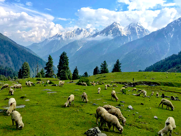 Aru Valley Pahalgam