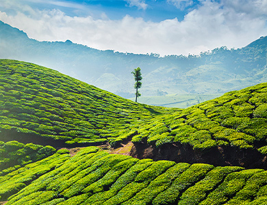 5 Days Munnar Thekkady Tour