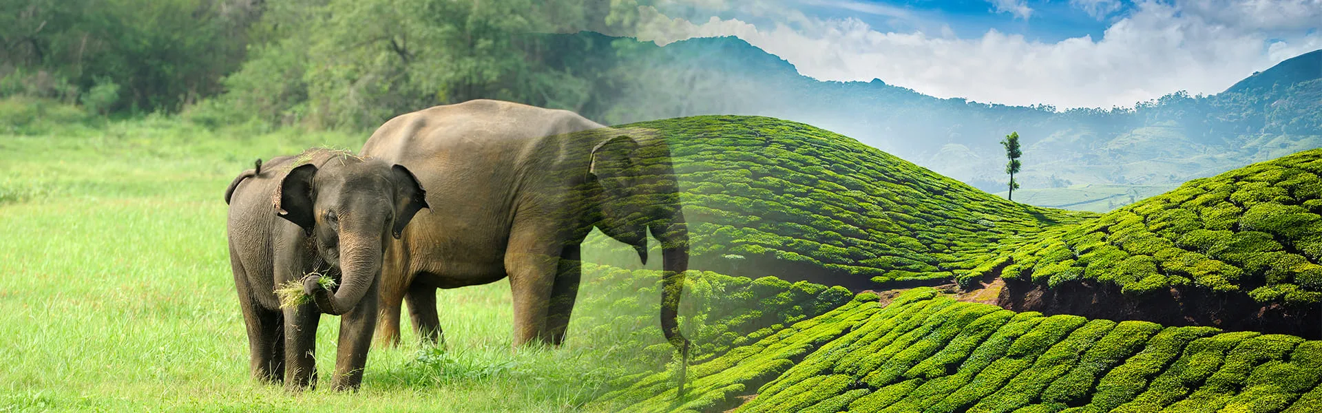Kerala Tea Hills & Wildlife