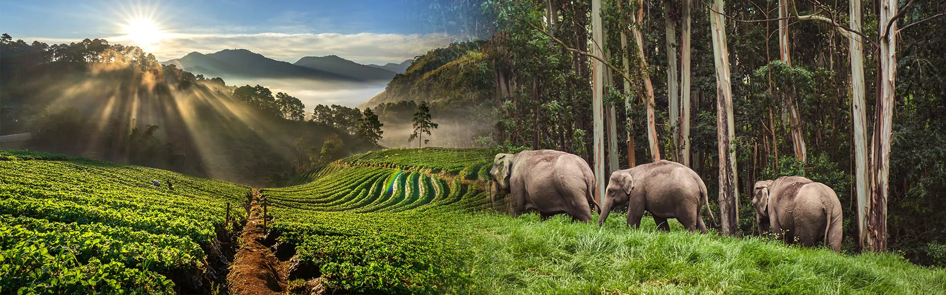 Kerala Hills & Wildlife · 5 Days