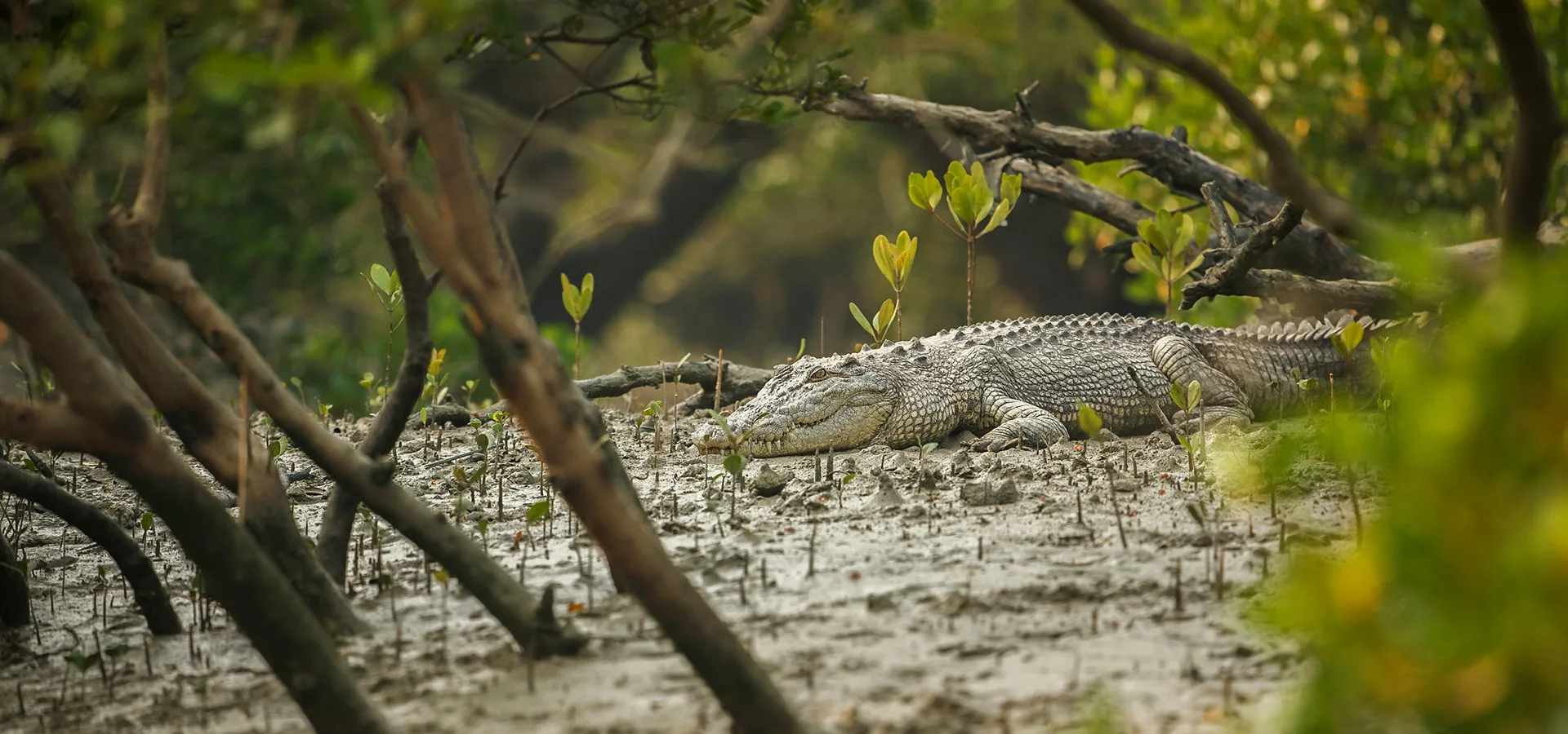Bhitarkanika & Chandipur — Wildlife & the Vanishing Sea