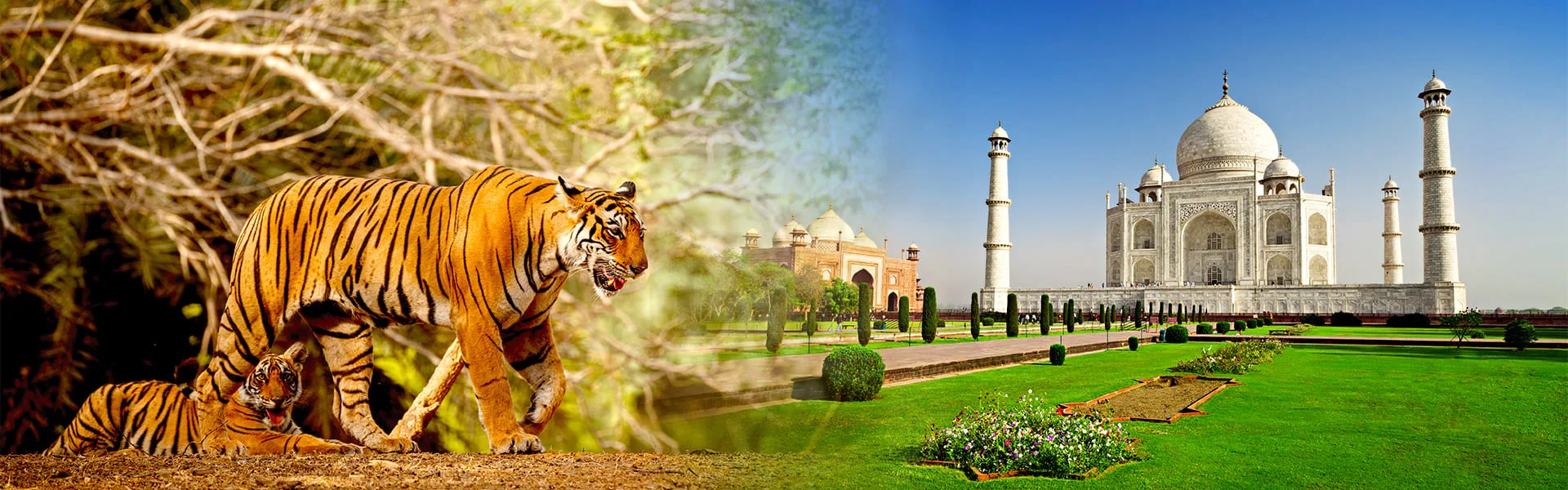 Taj & Tiger Tour