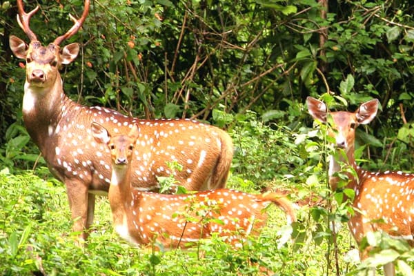 Corbett 3days Tour