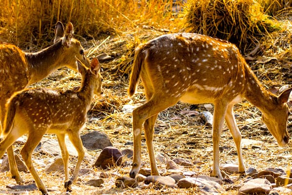 Rajasthan Wildlife Tours