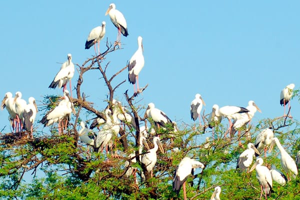 Ranthambhore - Bharatpur