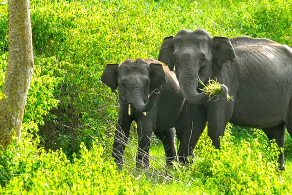 Southern Wildlife Trail