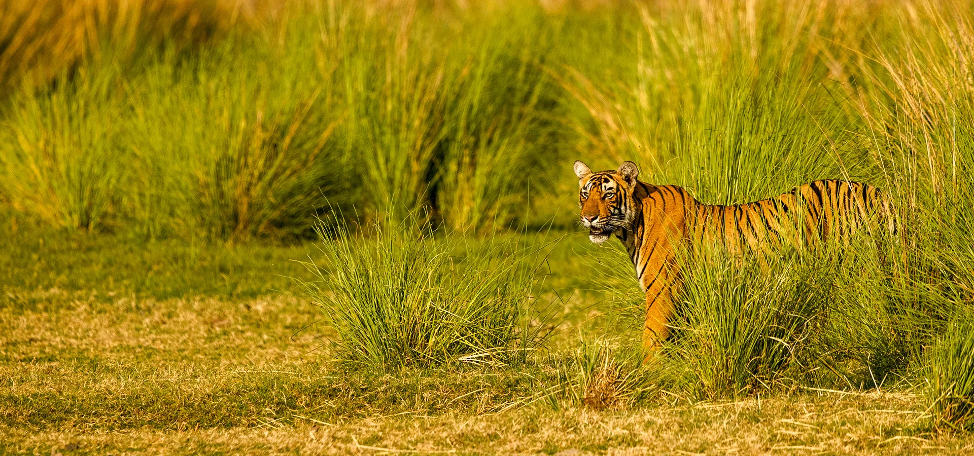 Rajasthan Wildlife Tour