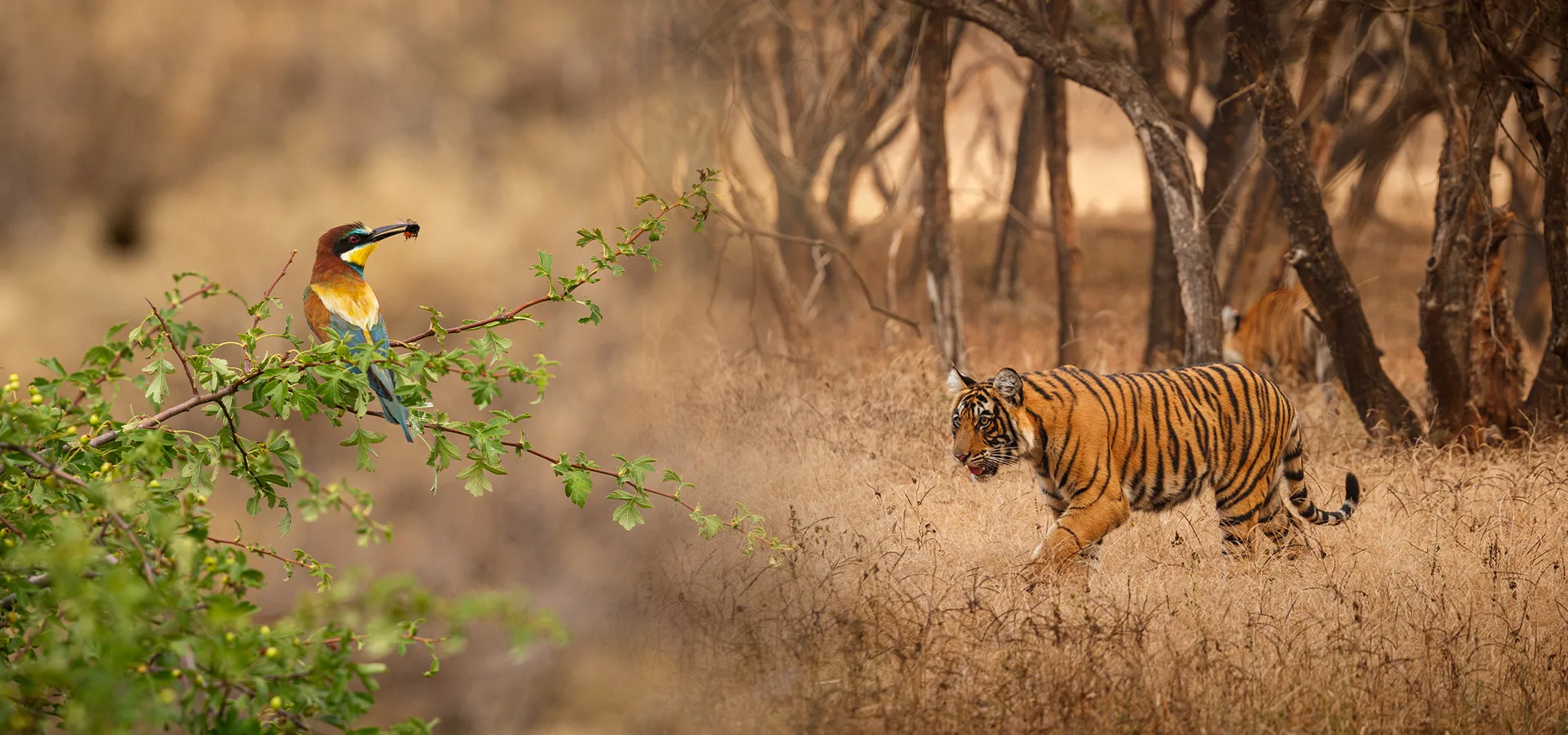 Ranthambhore & Bharatpur Wildlife Tour