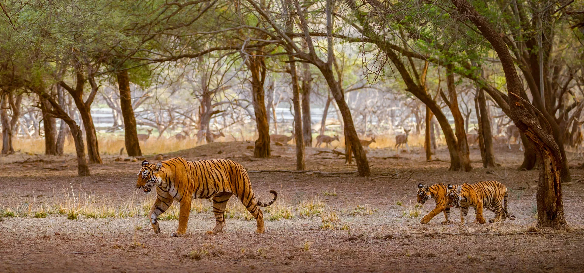The Tiger Trail