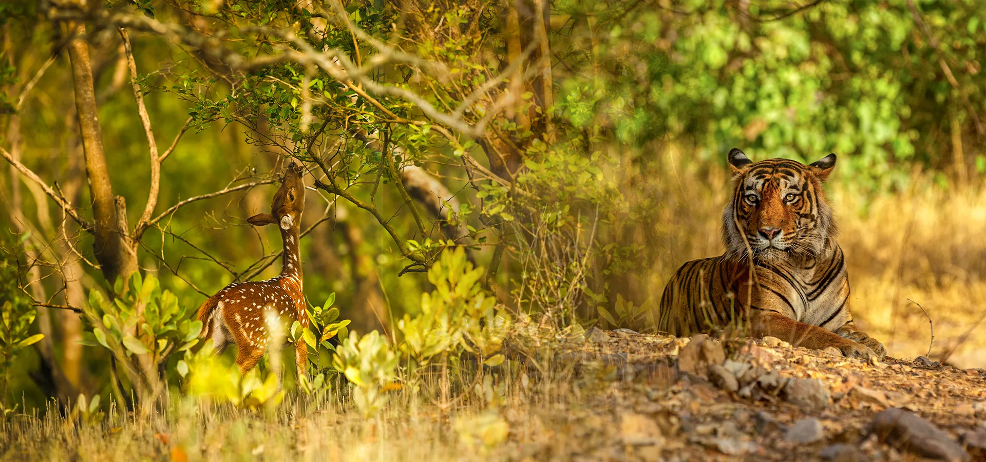 Wildlife TourPackages